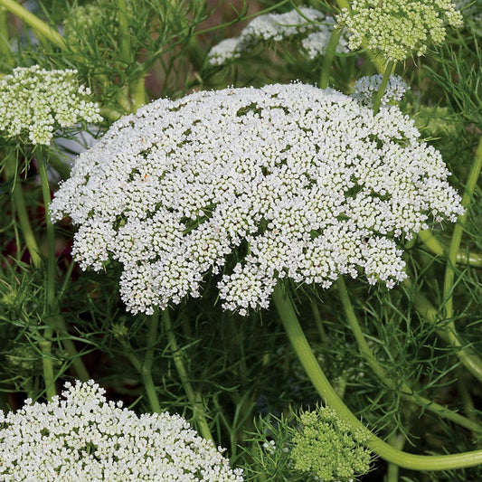 Green Mist Ammi Seeds