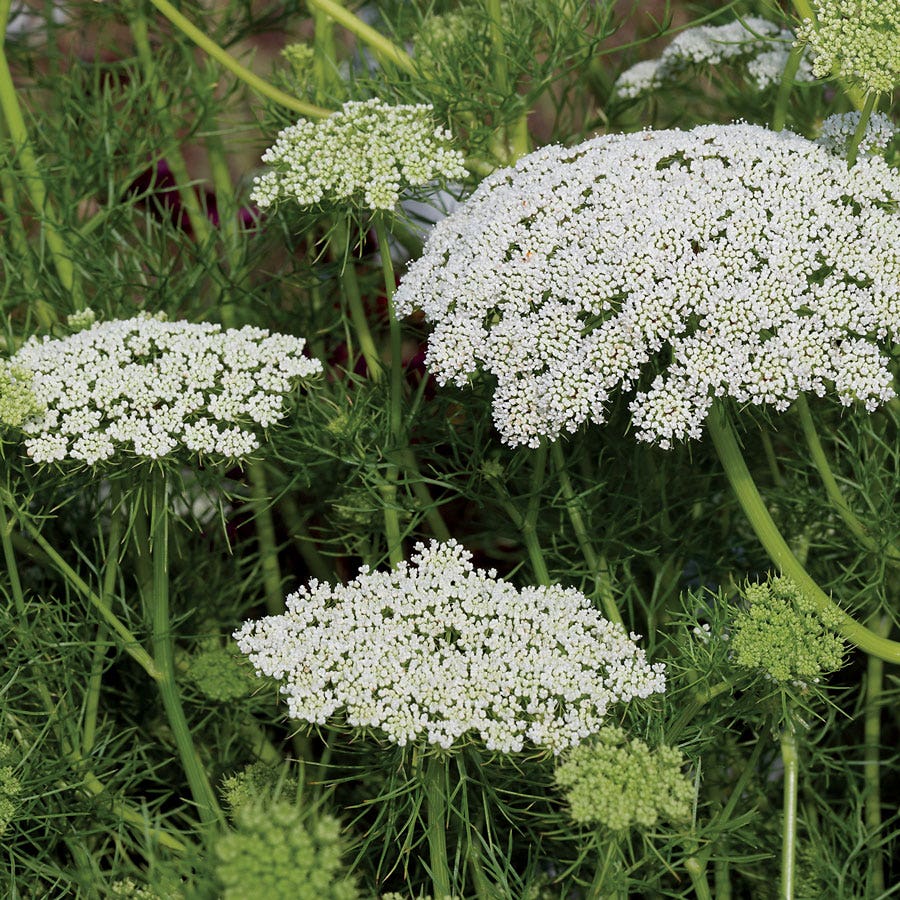 Green Mist Ammi Seeds