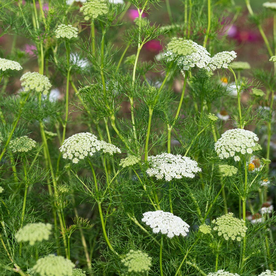 Green Mist Ammi Seeds