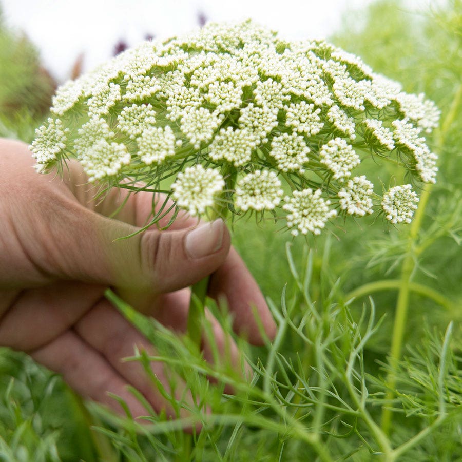 Green Mist Ammi Seeds