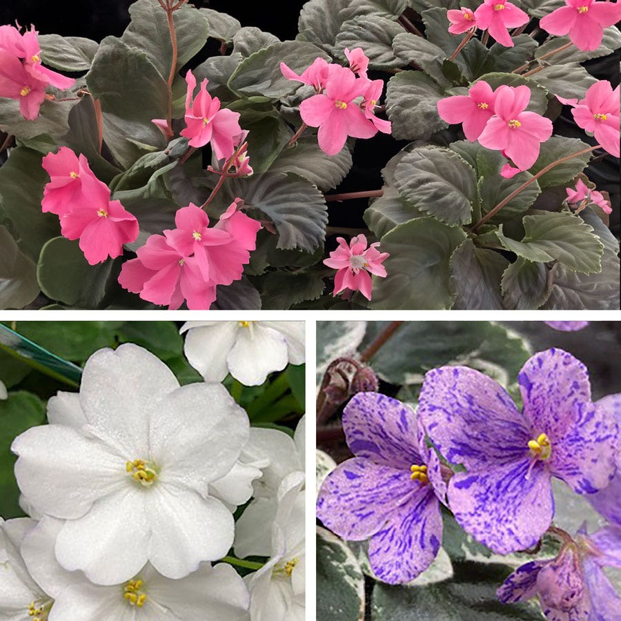 violet plant seeds Little Gems African Violet Seeds