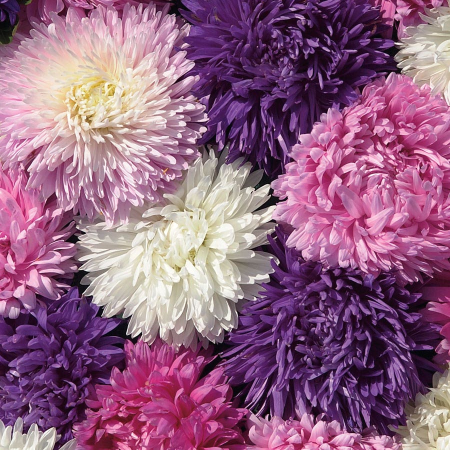 Park's Picks Mix Aster Seeds