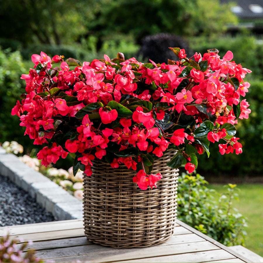 plant begonia seeds Viking™ Explorer Rose on Green Begonia Seeds