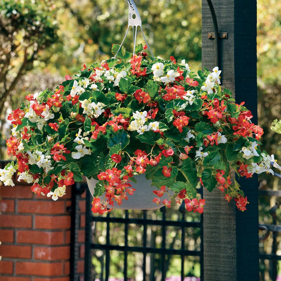 Hula™ Red and White Mix Begonia Seeds