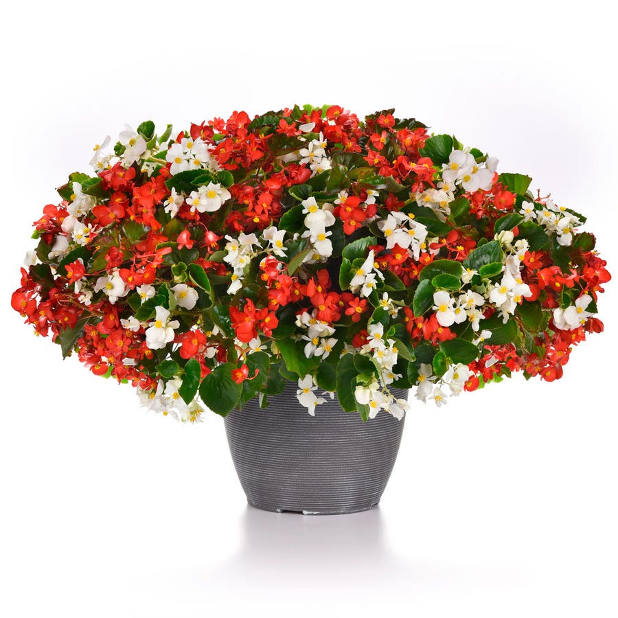 Hula™ Red and White Mix Begonia Seeds