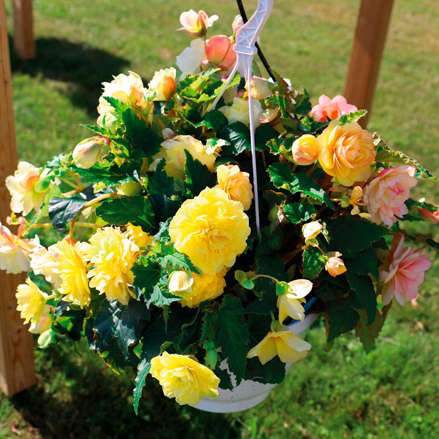 garden of dreams seeds Nonstop® Joy Peaches and Dreams Begonia Seeds – Park Seed