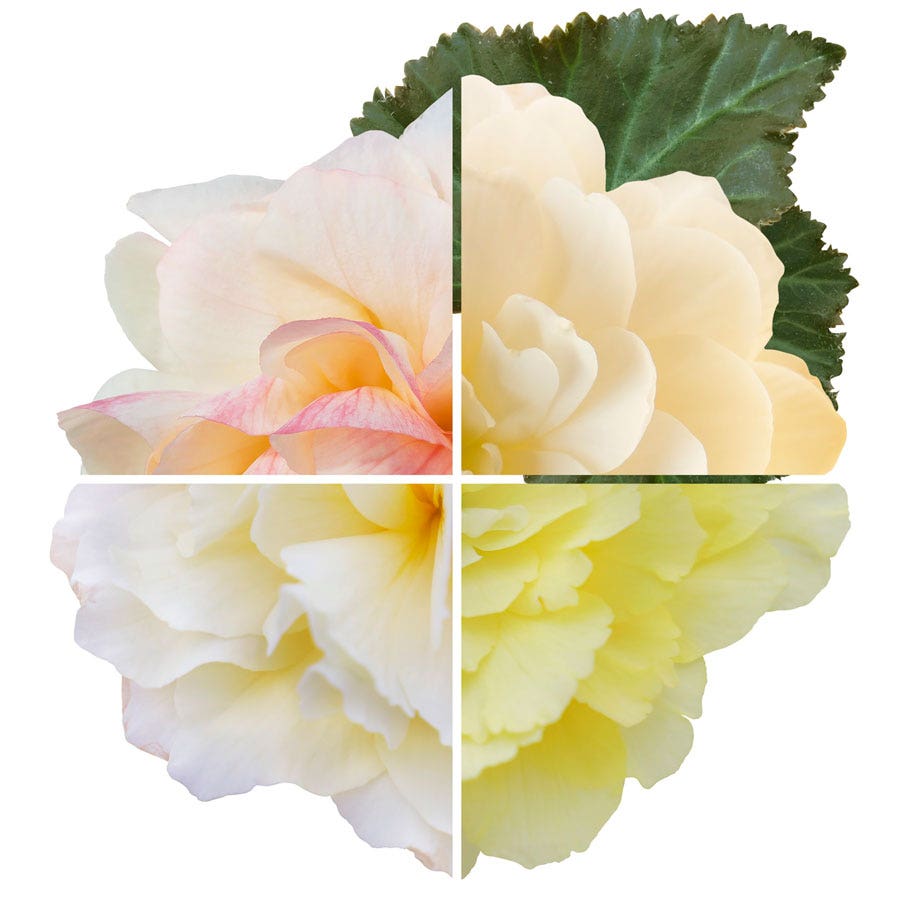 Nonstop® Joy Peaches and Dreams Begonia Seeds