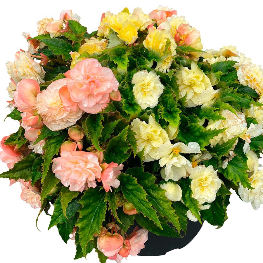 Nonstop® Joy Peaches and Dreams Begonia Seeds
