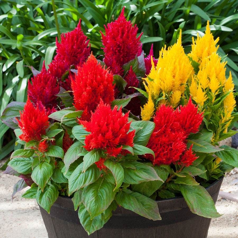 coral gardens mix cockscomb celosia flower jocad 100 seeds Bright Sparks™ Mix Celosia Seeds – Park Seed