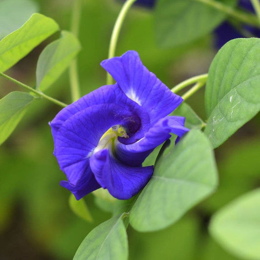 Blue Butterfly Pea Seeds
