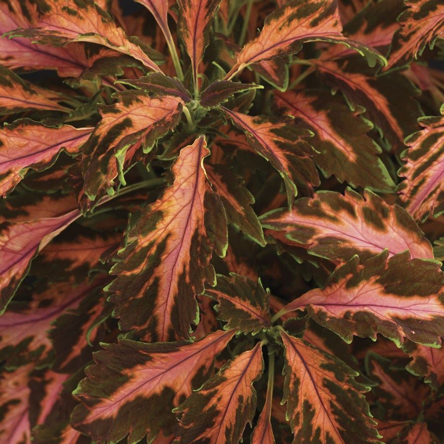 Coral Candy Premium Sun Coleus Seeds
