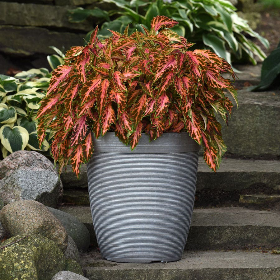 Coral Candy Premium Sun Coleus Seeds
