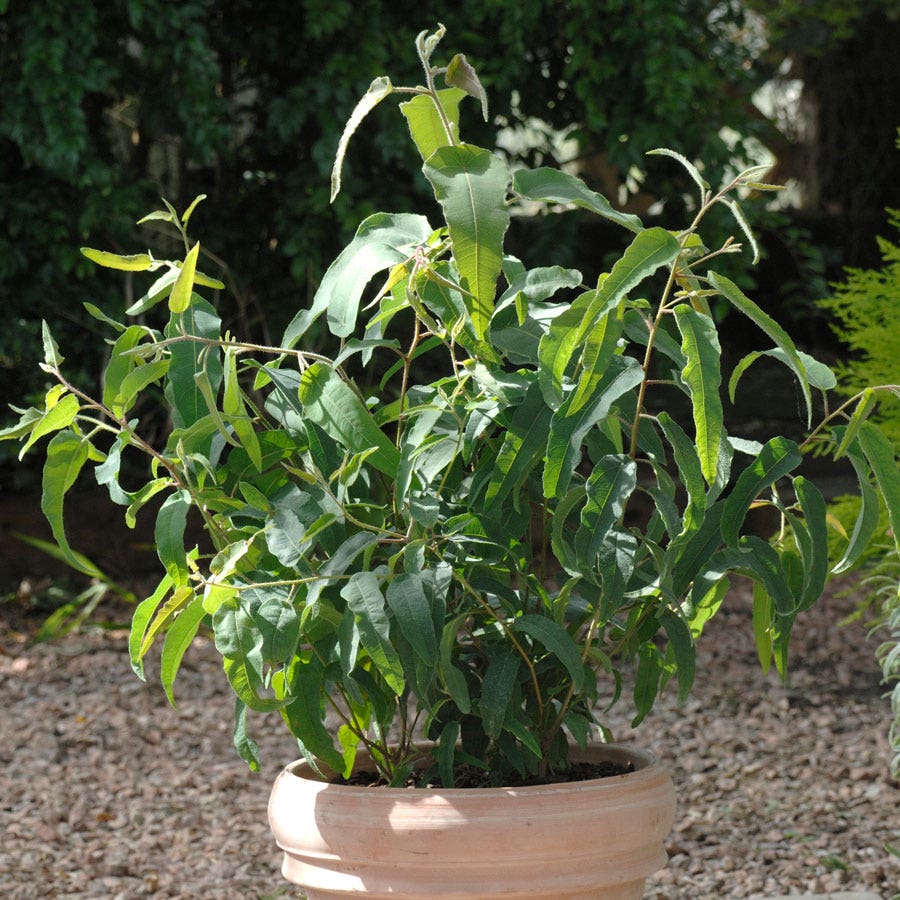 eucalyptus plant in pot Lemon Bush Pot Eucalyptus Seeds