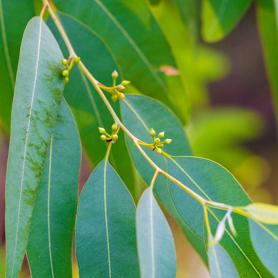 Lemon Bush Pot Eucalyptus Seeds