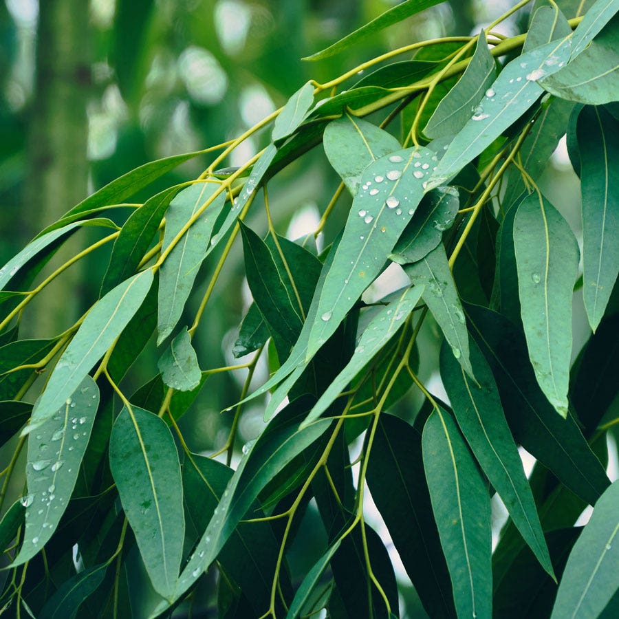 Lemon Bush Pot Eucalyptus Seeds