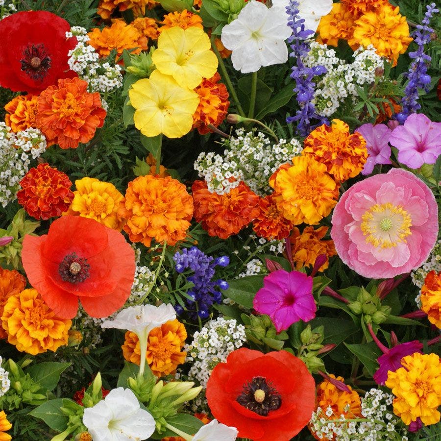 mixed wildflowers seeds Deer Resistant Seed Mixture – Park Seed