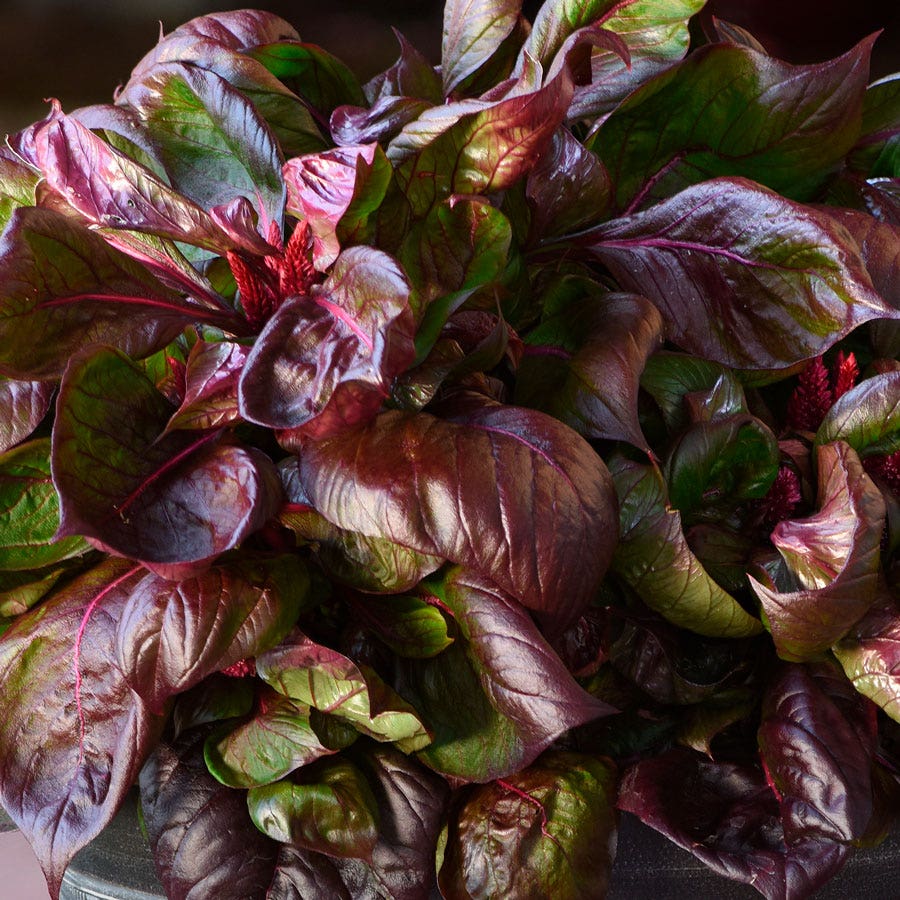Sol™ Lizard Leaf Celosia Seeds