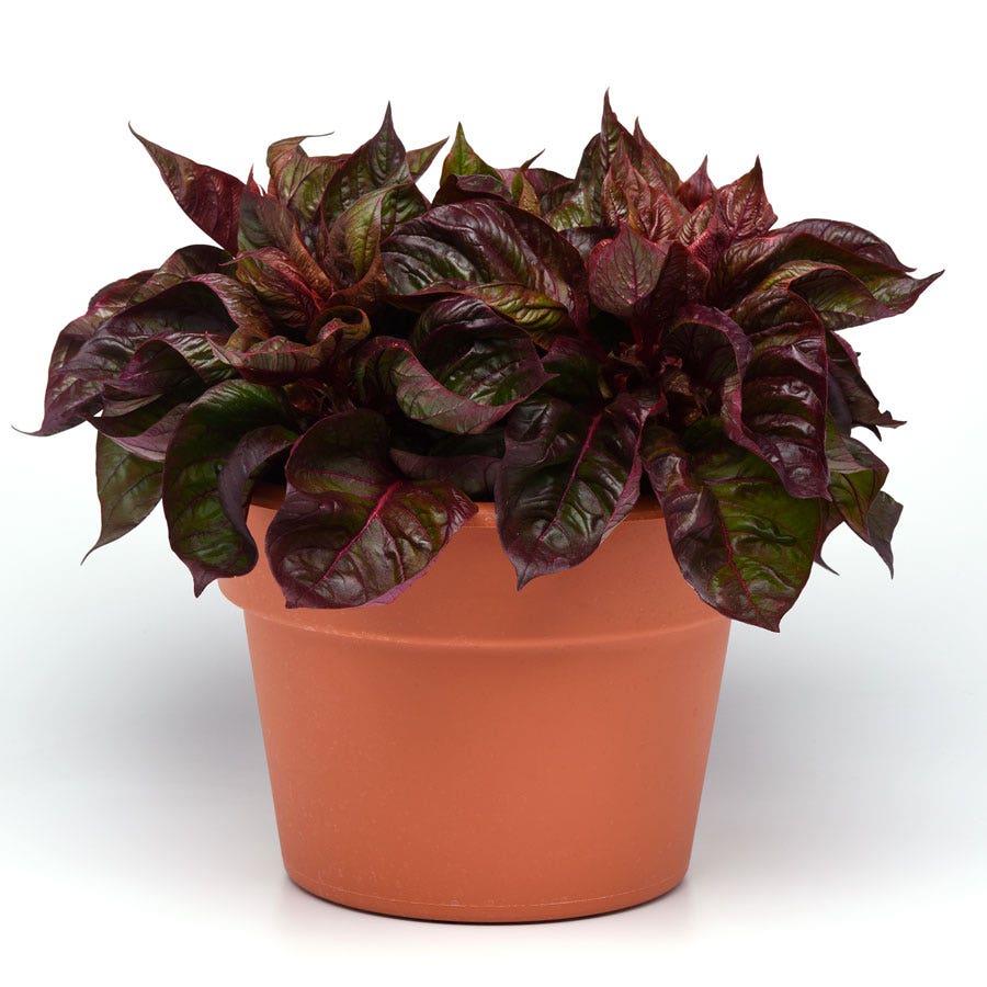 Sol™ Lizard Leaf Celosia Seeds