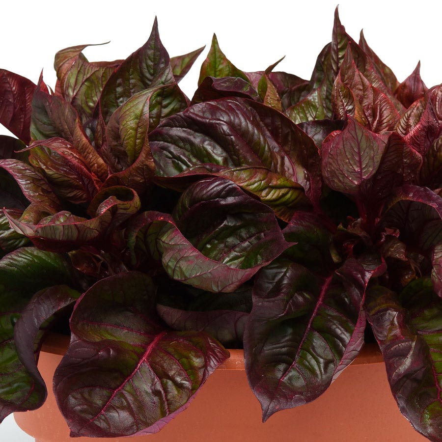 Sol™ Lizard Leaf Celosia Seeds