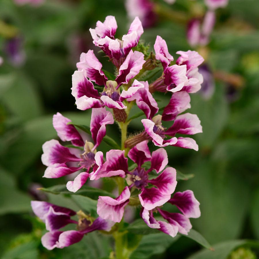 cuphea lavender plant Sweet Talk™ Lavender Splash Cuphea Seeds