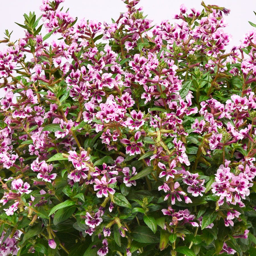 Sweet Talk™ Lavender Splash Cuphea Seeds
