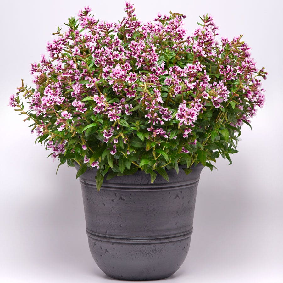 Sweet Talk™ Lavender Splash Cuphea Seeds