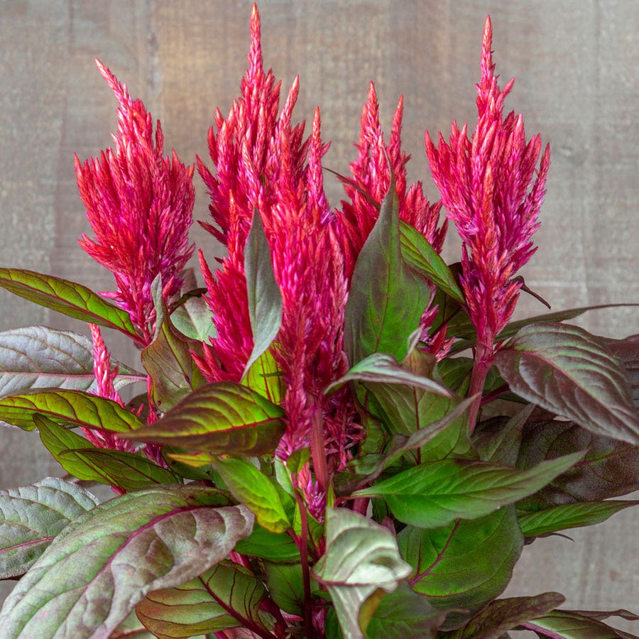 celosia seed planting Burning Embers Celosia Seeds