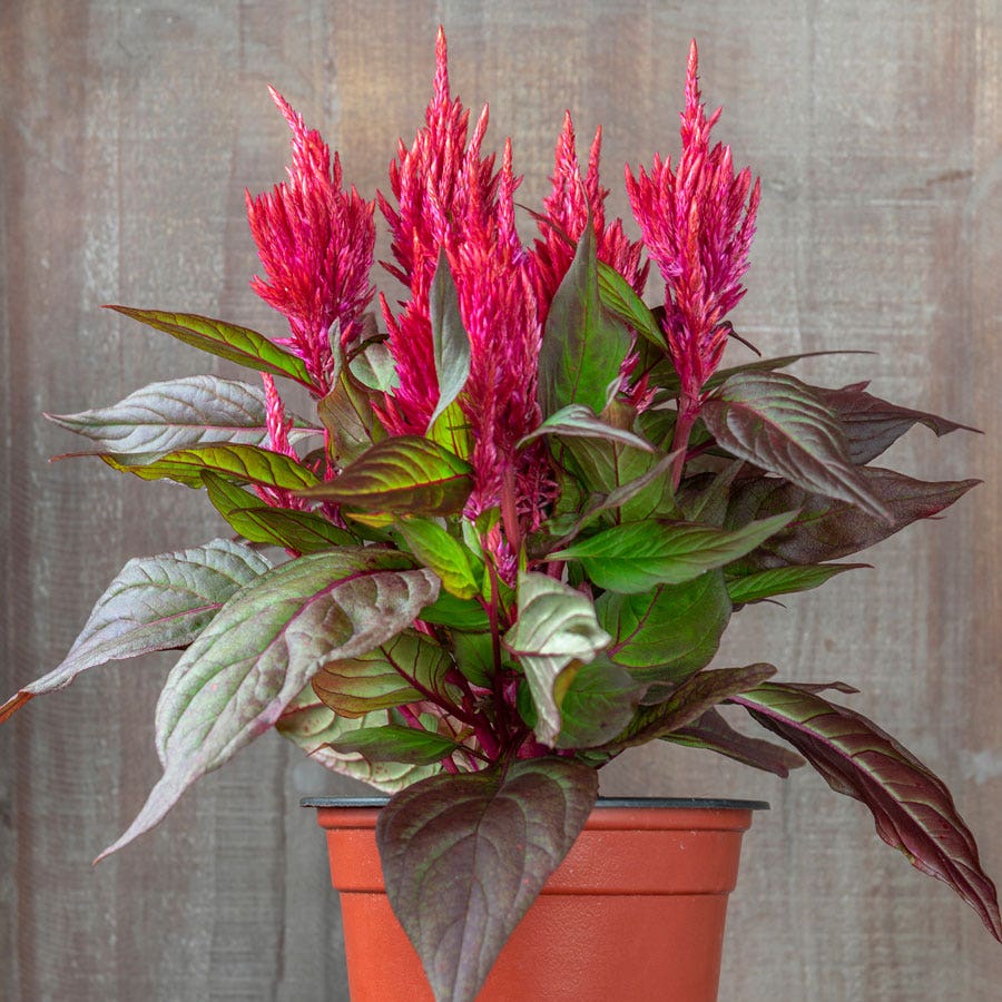 Burning Embers Celosia Seeds