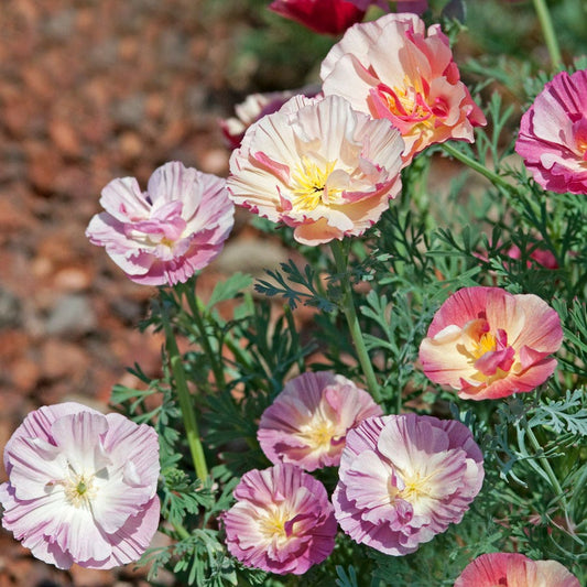 Thai Silk Appleblossom Chiffon Improved California Poppy Seeds