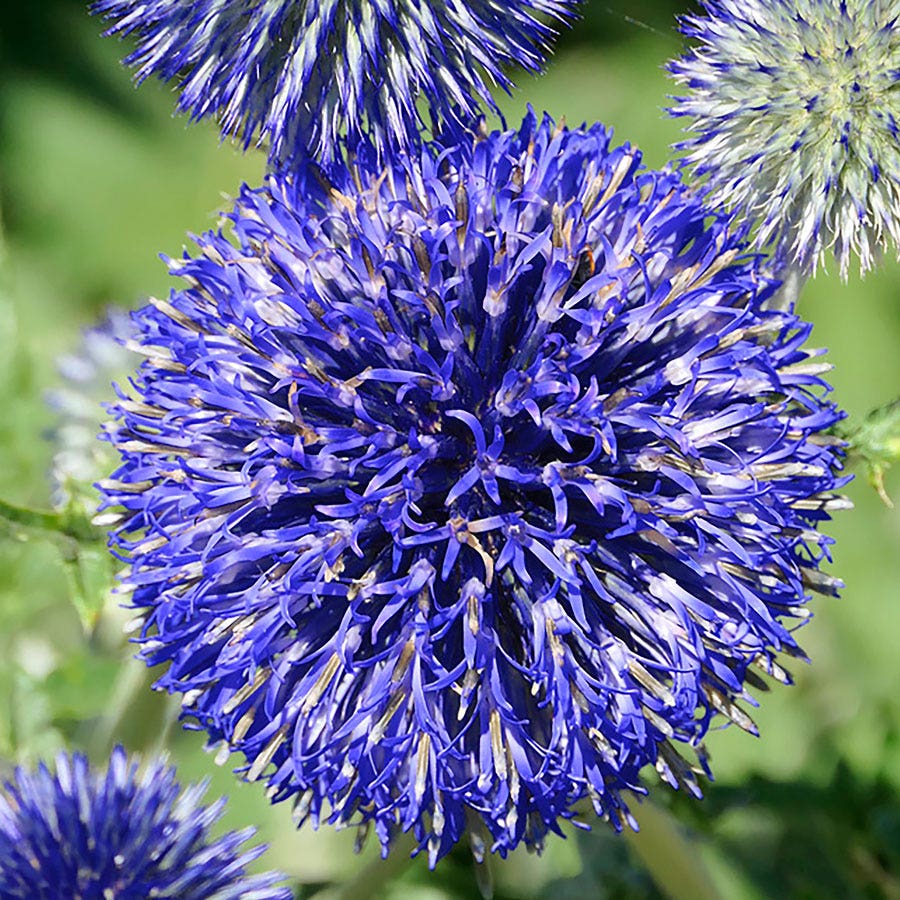 blue thistle flower seeds 'Platinum Blue' Globe Thistle Seeds