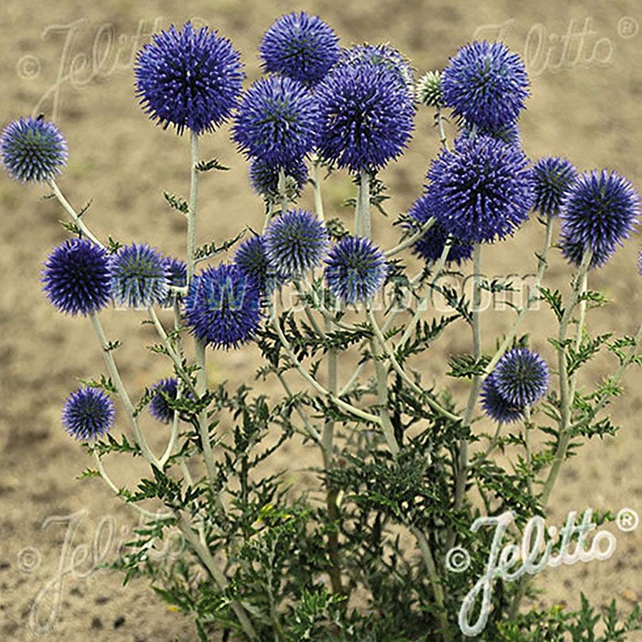 'Platinum Blue' Globe Thistle Seeds
