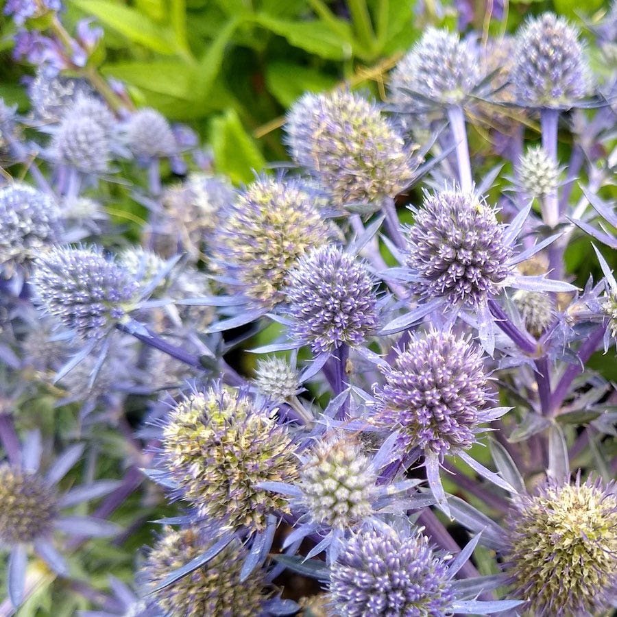 blue echinacea seeds Blue Hobbit Sea Holly Seeds – Park Seed