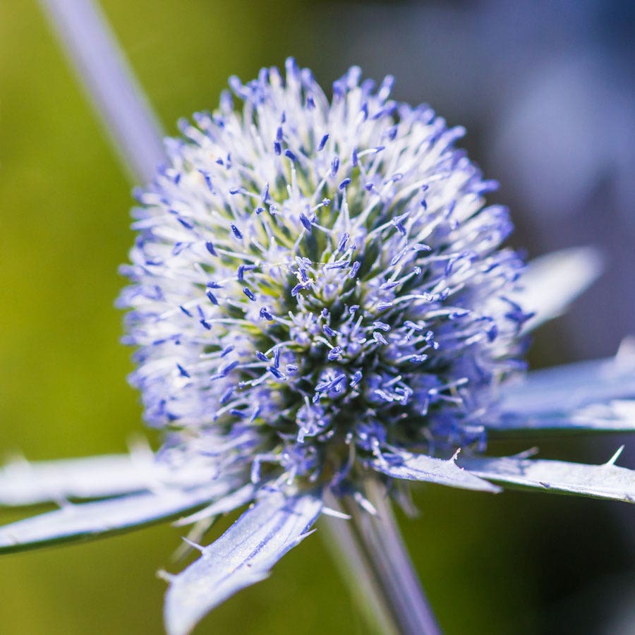 Blue Hobbit Sea Holly Seeds