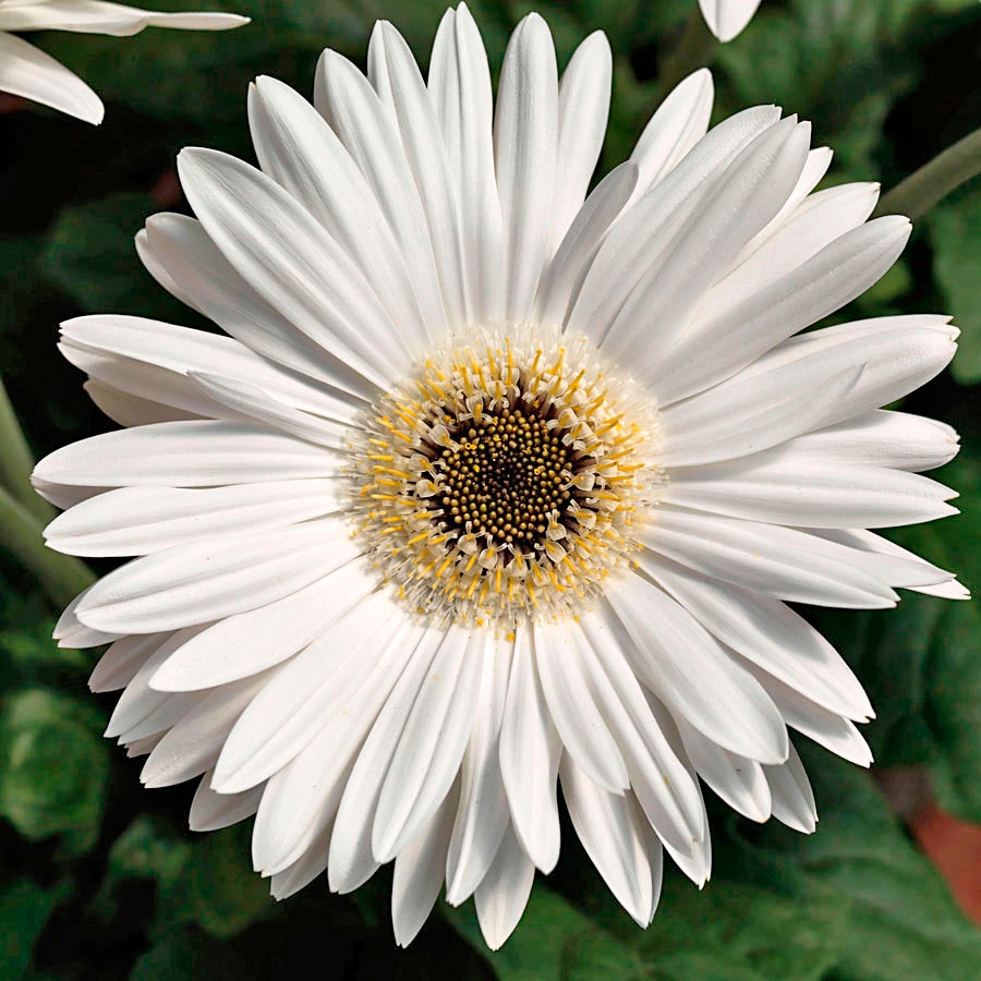 planting gerbera daisy seeds Majorette Bright White Dark Eye Gerbera Seeds