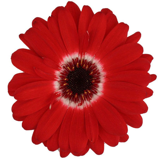 Majorette Red Bicolor Dark Eye Gerbera Seeds