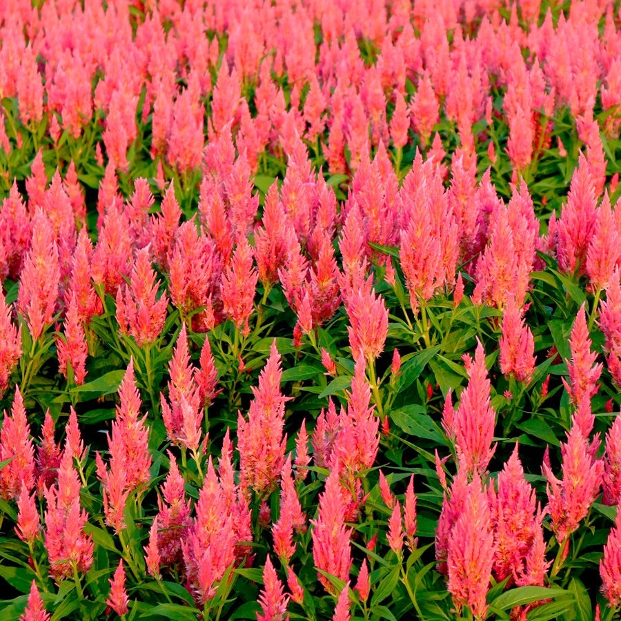 Flamma Pink Celosia Seeds