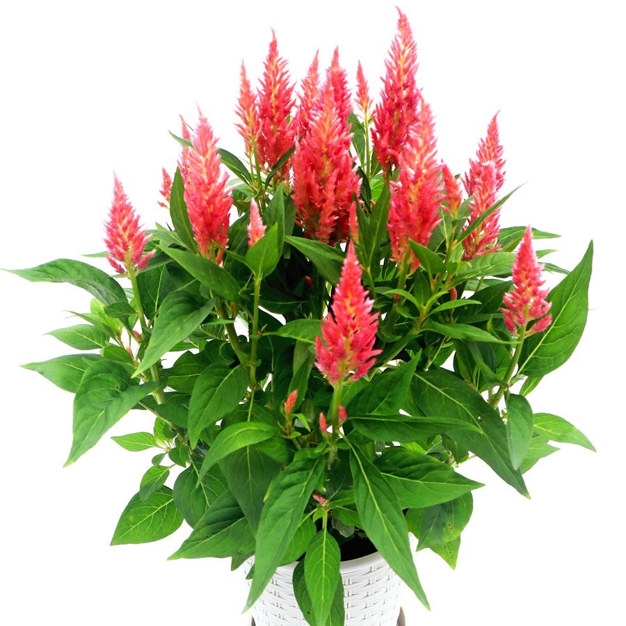 Flamma Pink Celosia Seeds