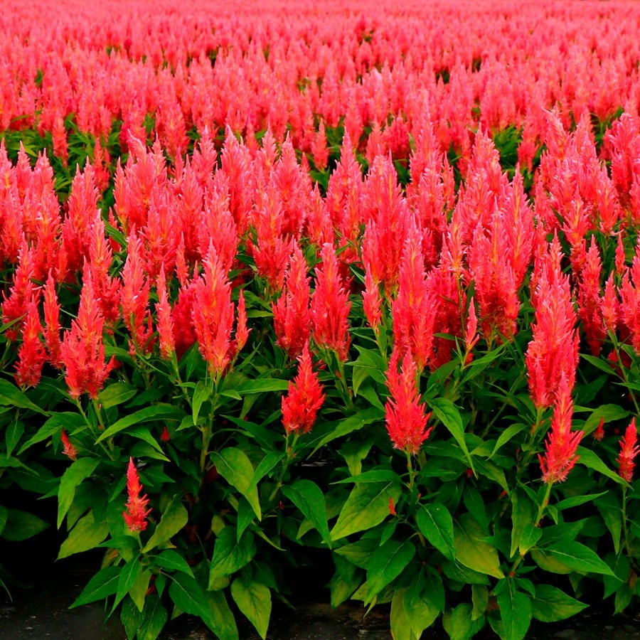 Flamma Pink Celosia Seeds