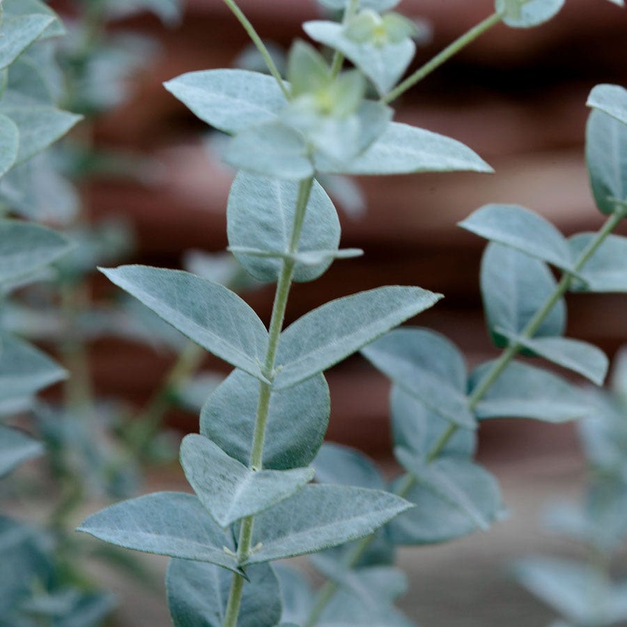 Moon Lagoon Eucalyptus Seeds