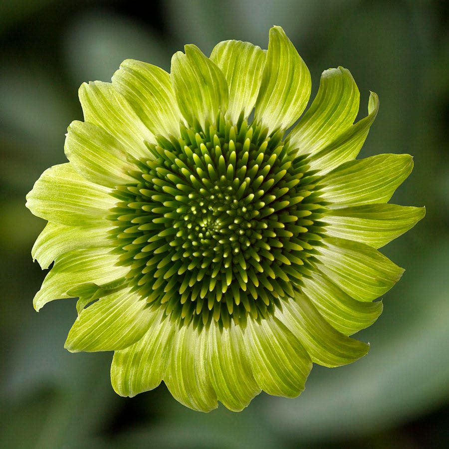 echinacea plant from seed Prairie Blaze™ Green Coneflower Seeds – Park Seed