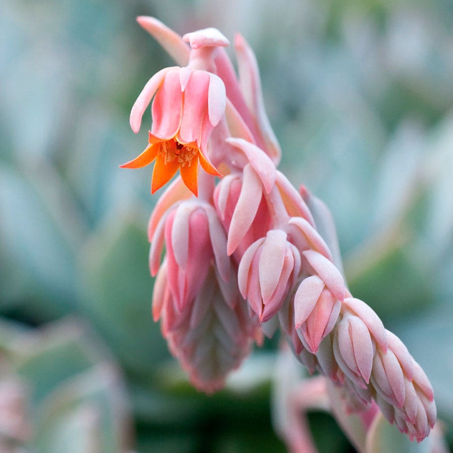succulent echeveria Urban Orange Echeveria Seeds – Park Seed