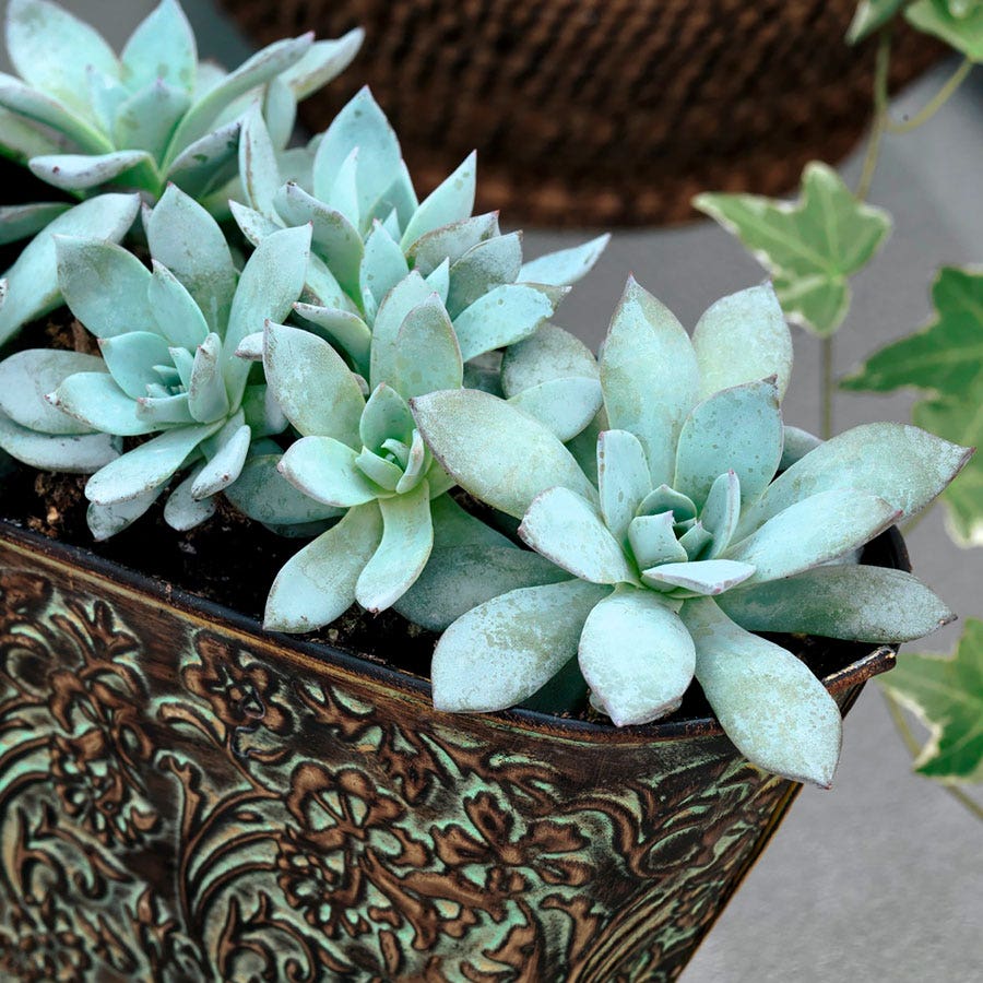 Urban Orange Echeveria Seeds