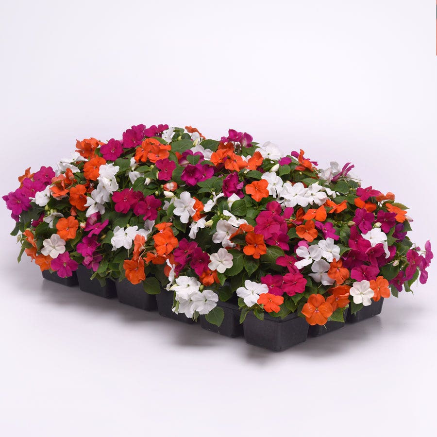 Beacon® Lindau Mixture Hybrid Impatiens Seeds