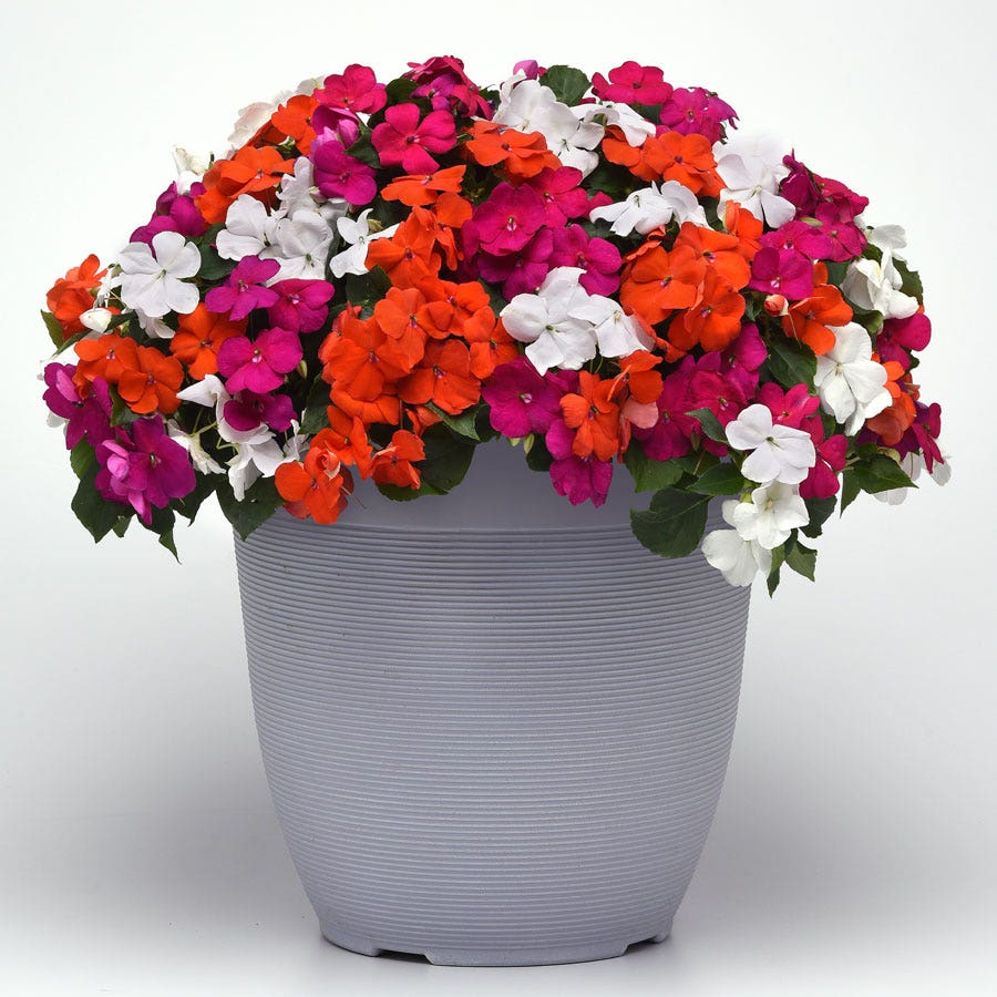 Beacon® Lindau Mixture Hybrid Impatiens Seeds