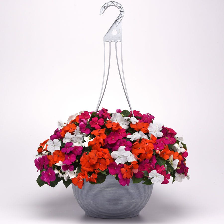 Beacon® Lindau Mixture Hybrid Impatiens Seeds