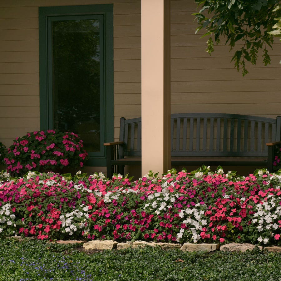 Beacon® Portland Mixture Hybrid Impatiens Seeds