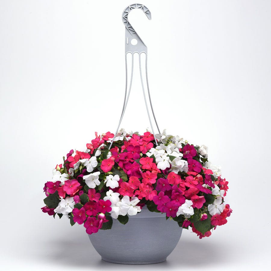 Beacon® Portland Mixture Hybrid Impatiens Seeds