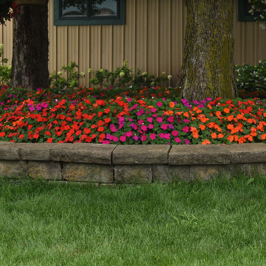 Beacon® Sanibel Mixture Hybrid Impatiens Seeds