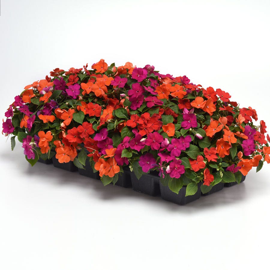 Beacon® Sanibel Mixture Hybrid Impatiens Seeds