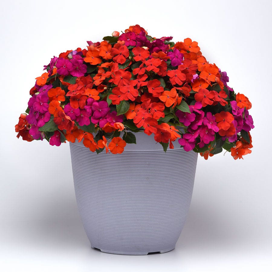 Beacon® Sanibel Mixture Hybrid Impatiens Seeds